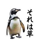 りあるシリーズ2#ペンギン【毒舌煽りMAX】（個別スタンプ：2）