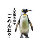 りあるシリーズ2#ペンギン【毒舌煽りMAX】（個別スタンプ：8）