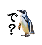 りあるシリーズ2#ペンギン【毒舌煽りMAX】（個別スタンプ：9）