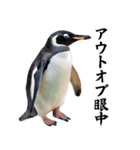 りあるシリーズ2#ペンギン【毒舌煽りMAX】（個別スタンプ：13）