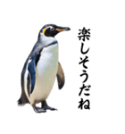 りあるシリーズ2#ペンギン【毒舌煽りMAX】（個別スタンプ：15）