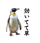 りあるシリーズ2#ペンギン【毒舌煽りMAX】（個別スタンプ：17）