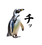 りあるシリーズ2#ペンギン【毒舌煽りMAX】（個別スタンプ：20）