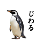 りあるシリーズ2#ペンギン【毒舌煽りMAX】（個別スタンプ：33）