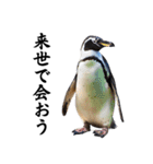 りあるシリーズ2#ペンギン【毒舌煽りMAX】（個別スタンプ：36）