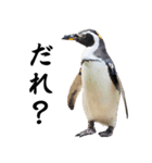 りあるシリーズ2#ペンギン【毒舌煽りMAX】（個別スタンプ：37）