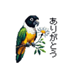 ドット絵 ズグロシロハラインコ 40種（個別スタンプ：3）