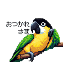 ドット絵 ズグロシロハラインコ 40種（個別スタンプ：4）