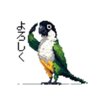 ドット絵 ズグロシロハラインコ 40種（個別スタンプ：5）