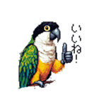 ドット絵 ズグロシロハラインコ 40種（個別スタンプ：8）