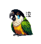 ドット絵 ズグロシロハラインコ 40種（個別スタンプ：9）