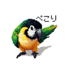 ドット絵 ズグロシロハラインコ 40種（個別スタンプ：13）