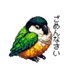 ドット絵 ズグロシロハラインコ 40種（個別スタンプ：16）