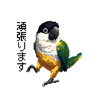 ドット絵 ズグロシロハラインコ 40種（個別スタンプ：17）