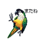 ドット絵 ズグロシロハラインコ 40種（個別スタンプ：18）