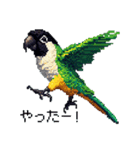 ドット絵 ズグロシロハラインコ 40種（個別スタンプ：21）