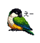 ドット絵 ズグロシロハラインコ 40種（個別スタンプ：22）