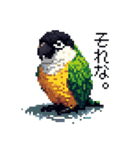 ドット絵 ズグロシロハラインコ 40種（個別スタンプ：23）