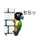 ドット絵 ズグロシロハラインコ 40種（個別スタンプ：24）