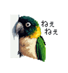 ドット絵 ズグロシロハラインコ 40種（個別スタンプ：25）