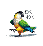 ドット絵 ズグロシロハラインコ 40種（個別スタンプ：27）