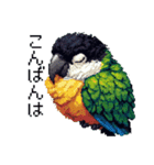 ドット絵 ズグロシロハラインコ 40種（個別スタンプ：30）