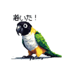 ドット絵 ズグロシロハラインコ 40種（個別スタンプ：31）