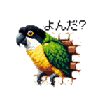 ドット絵 ズグロシロハラインコ 40種（個別スタンプ：34）