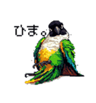 ドット絵 ズグロシロハラインコ 40種（個別スタンプ：37）