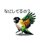 ドット絵 ズグロシロハラインコ 40種（個別スタンプ：40）