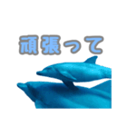 【修正版】御蔵島 イルカの日常（個別スタンプ：31）