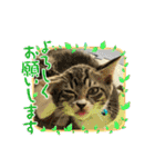 保護猫しらす（個別スタンプ：8）