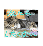 保護猫しらす（個別スタンプ：13）