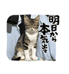 保護猫しらす（個別スタンプ：14）