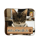 保護猫しらす（個別スタンプ：17）