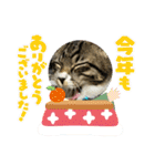 保護猫しらす（個別スタンプ：19）