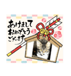 保護猫しらす（個別スタンプ：21）