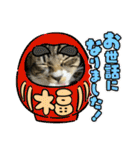 保護猫しらす（個別スタンプ：23）