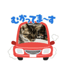 保護猫しらす（個別スタンプ：26）