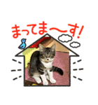 保護猫しらす（個別スタンプ：27）