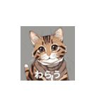 茶トラの猫のLINEスタンプ（個別スタンプ：5）