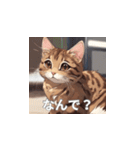 茶トラの猫のLINEスタンプ（個別スタンプ：25）