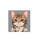 茶トラの猫のLINEスタンプ（個別スタンプ：36）