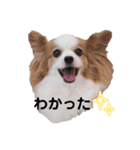 日本スピッツとパピヨンの犬写真スタンプ（個別スタンプ：7）