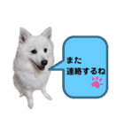 日本スピッツとパピヨンの犬写真スタンプ（個別スタンプ：29）