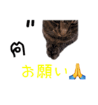 はるかのはるかです。（個別スタンプ：15）