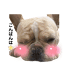 愛犬フレブルはなちゃん敬語（個別スタンプ：3）