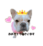 愛犬フレブルはなちゃん敬語（個別スタンプ：4）