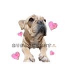 愛犬フレブルはなちゃん敬語（個別スタンプ：5）