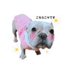 愛犬フレブルはなちゃん敬語（個別スタンプ：6）